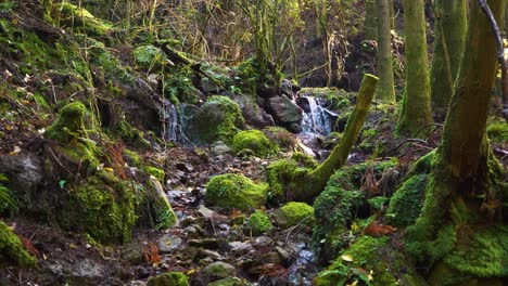 Estático,-El-Agua-Corre-Sobre-Las-Rocas-Entre-Los-Alrededores-Cubiertos-De-Musgo,-Japón