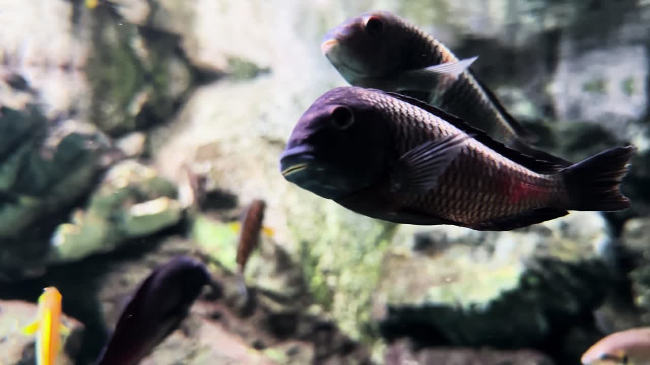 una escuela de cíclidos en un pequeño tanque de acuario cerca