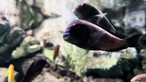 a school of cichlids in a small aquarium tank close up