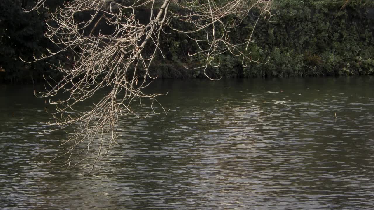 일본 도쿄 무사시세키 공원의 호수