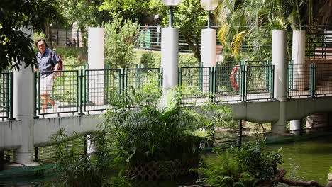 zoo pond and bridge