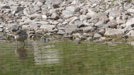 Lavandera-Gris-Juvenil-Al-Borde-Del-Arroyo-Corriendo-Alrededor-Atrapando-Moscas