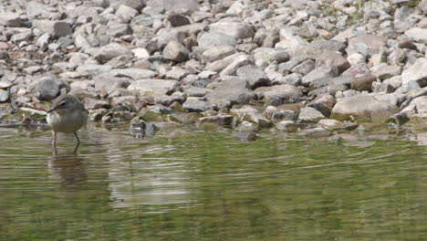 lavandera gris juvenil al borde del arroyo corriendo alrededor atrapando moscas