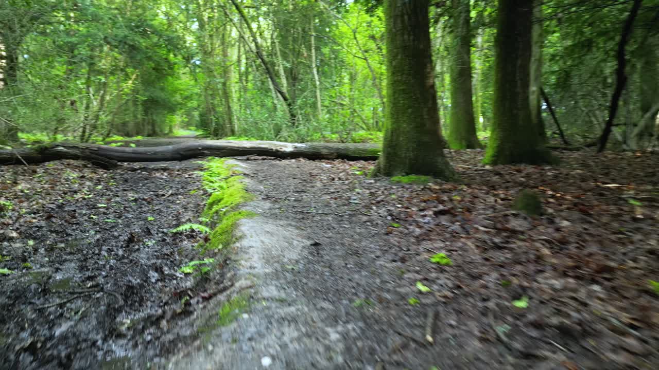 vuelo bajo a lo largo de un camino de bosque en primavera con árboles caídos cruzando el camino colores vibrantes de follaje que entra en hojas