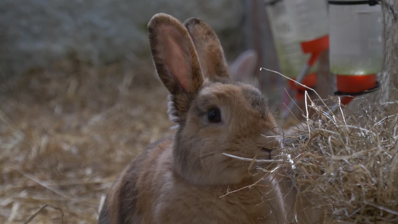adorable conejito come hierba seca en la granja abierta de castleview en ross cullohill, condado de laois, irlanda