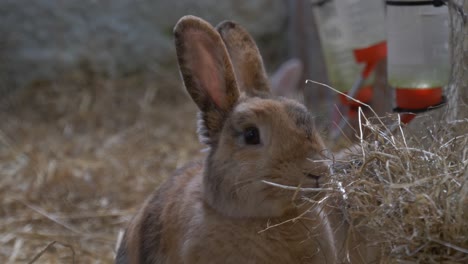 Adorable-Bunny-Eats-Dry-Grass-At-Castleview-Open-Farm-In-Ross-Cullohill,-County-Laois,-Ireland