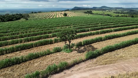 Cultivation-Field-At-Country-Scene-In-Rural-Landscape-Countryside