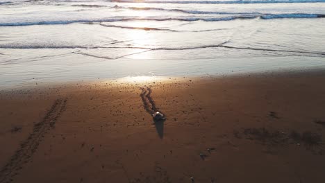 sea turtle in the sunset with birds playing