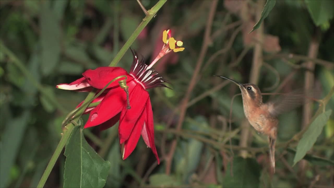 un primerísimo plano de un colibrí volando hasta flores tropicales en la selva tropical