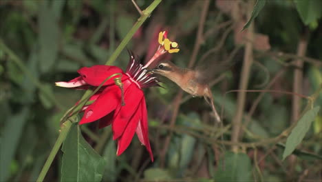 Extreme-close-up-of-a-hummingbird-flying-up-to-tropical-flowers-in-the-rainforest