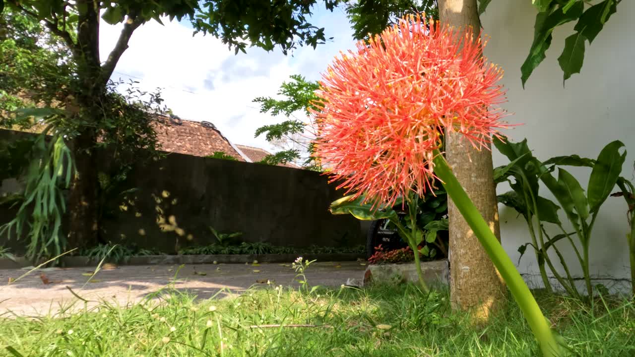 Planta de scadoxus florida, com formato de bola vermelha e caules verdes delicados.