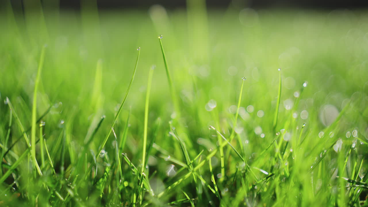 Macro shot of dew on grass