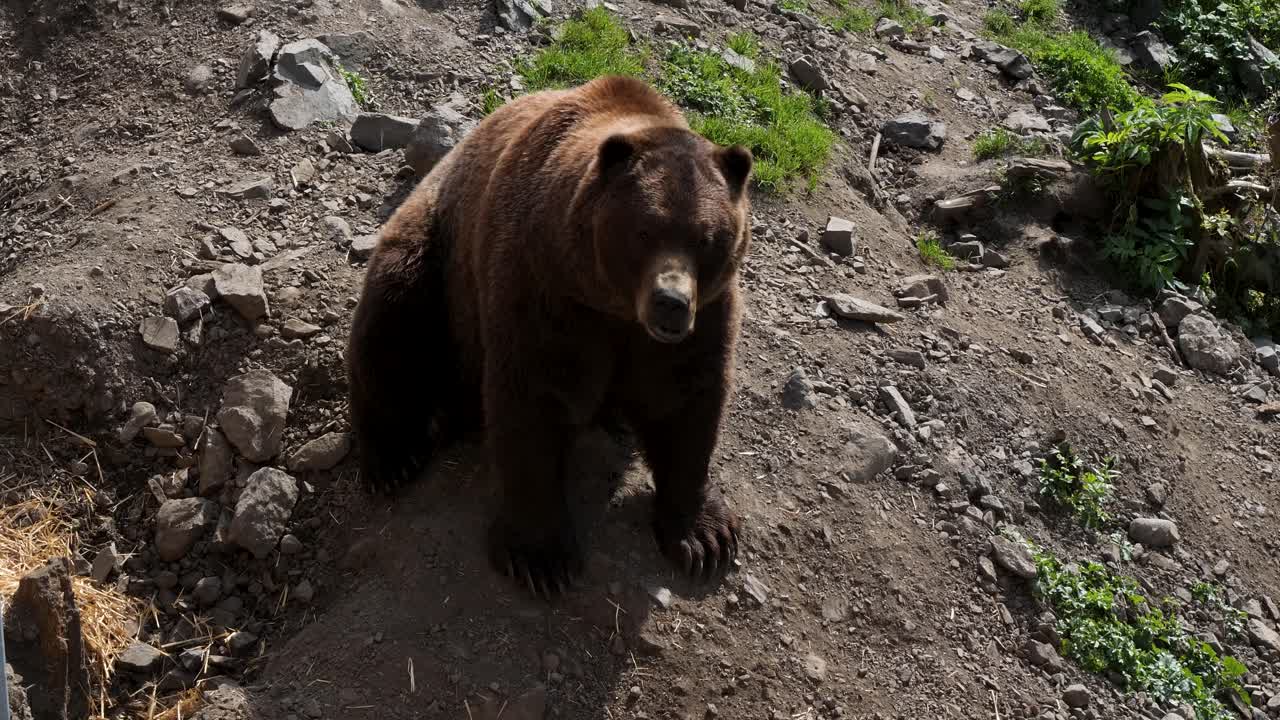 Orso bruno maschio a Sitka, Alaska.