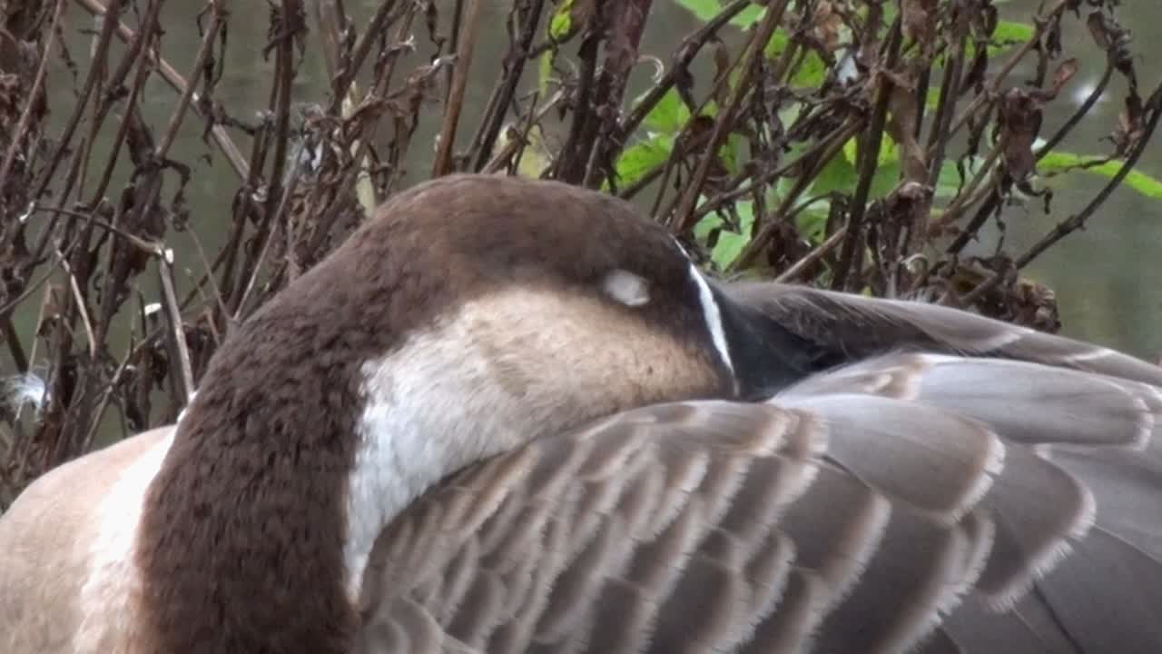 Close-up of a Sleeping Goose