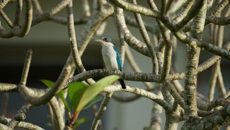 Martín-Pescador-De-Cuello-Encaramado-En-La-Rama-Del-árbol-De-Plumeria---Todiramphus-Chloris-También-Conocido-Como-El-Martín-Pescador-De-Cuello-Blanco,-El-Martín-Pescador-De-Máscara-Negra-O-El-Martín-Pescador-De-Manglares