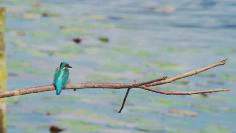 kingfisher se alza en una rama sobre un estanque idílico en friesland, países bajos, mirando a la distancia sobre el agua
