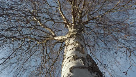 birch tree trunk, low angle view, dolly shot