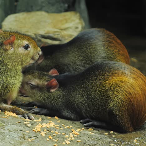 Weibliche-Brasilianische-Agouti-Füttert-Junge-Mit-Milch-1