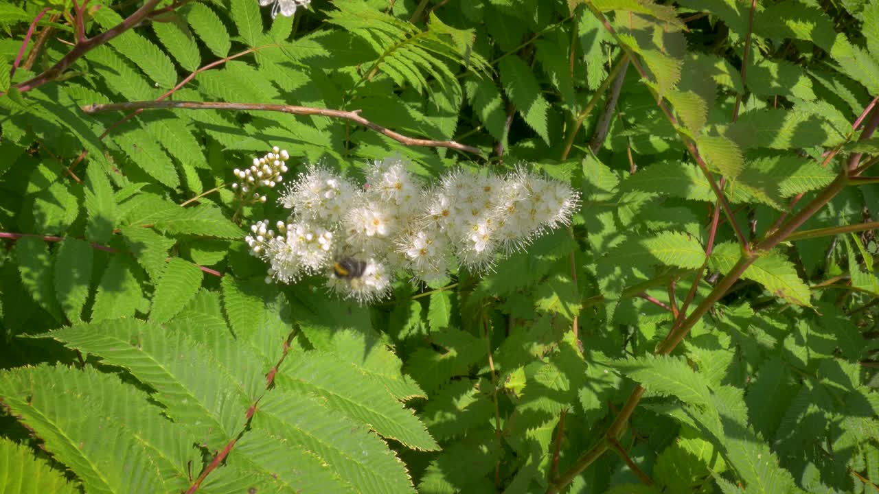 captura de pantalla de un abejorro recogiendo néctar de una flor blanca en un día soleado