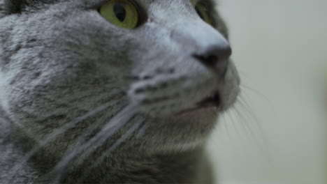 gray cat yawns in close up