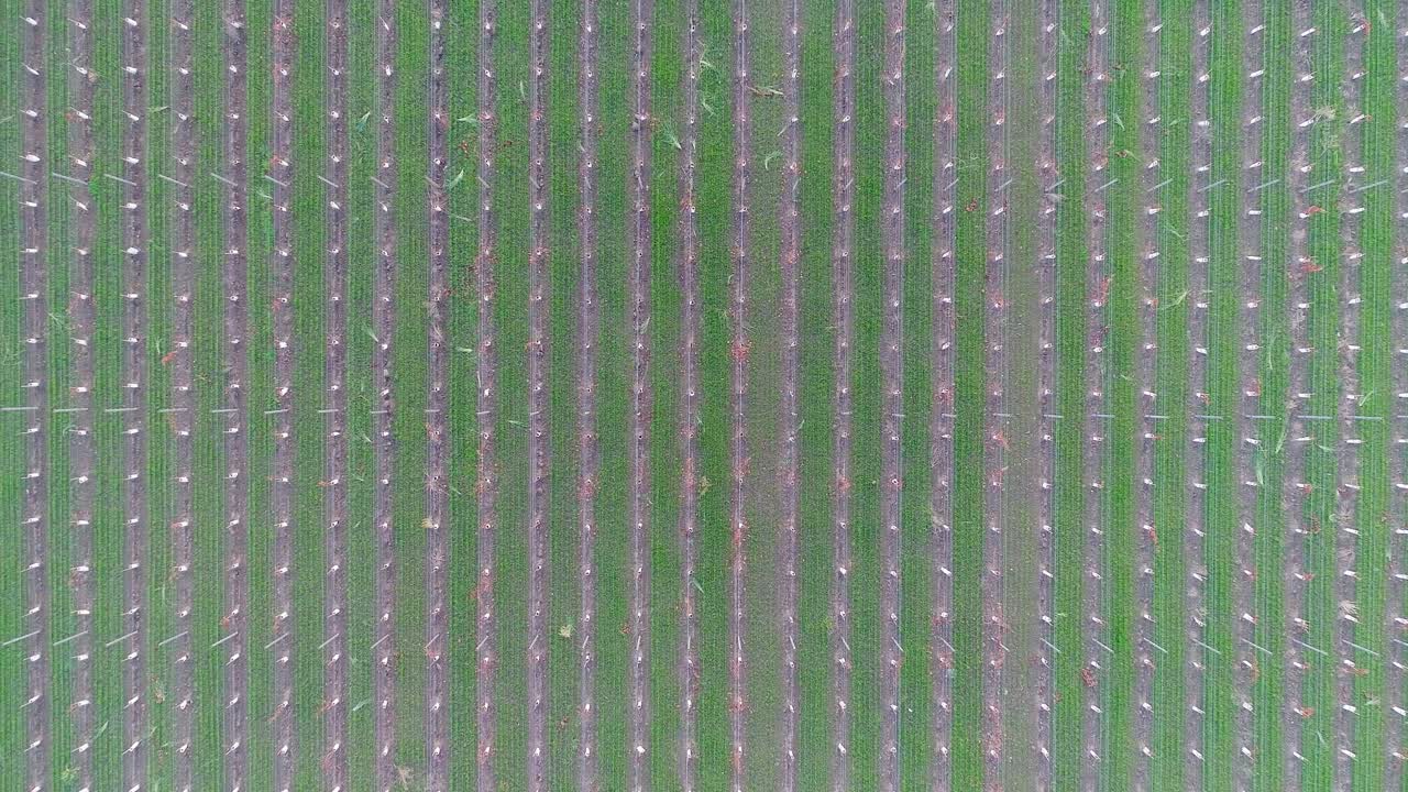 공중 조류의 눈으로 볼 때 나파 계곡의 포도 ⁇ 을 예술적으로 전달합니다.