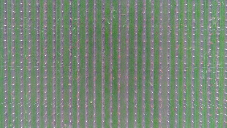 Aerial-Birds-Eye-View-Artistically-Conveying-a-Vineyard-in-Napa-Valley