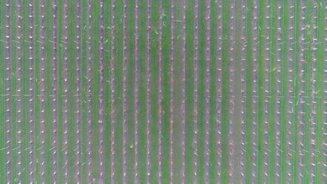 vista aérea de pájaros transmitiendo artísticamente un viñedo en el valle de napa