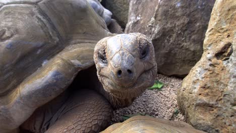 close up of giant aldabra tortoise