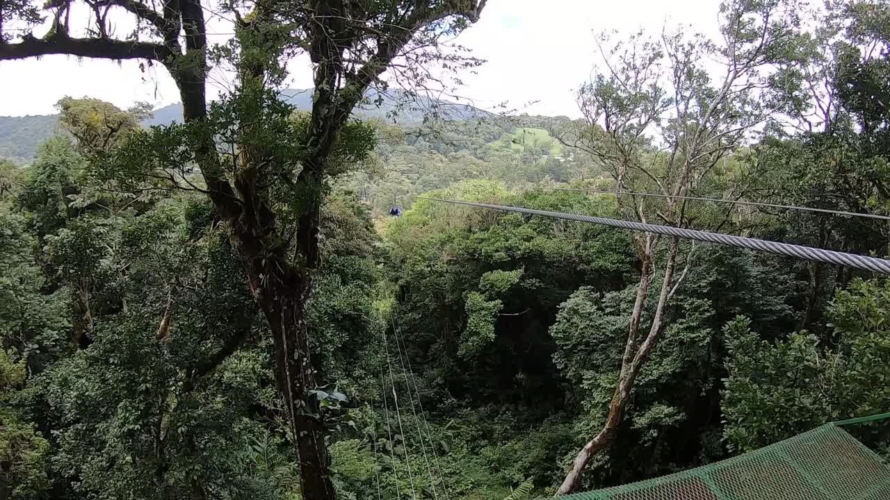 dosel extremo en el bosque nuboso de la región de monte verde en costa rica