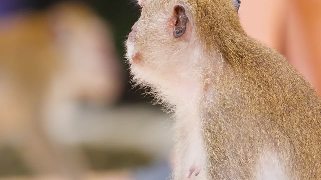 A monkey sits attentively, showcasing its expressive face and fur details in a natural setting.