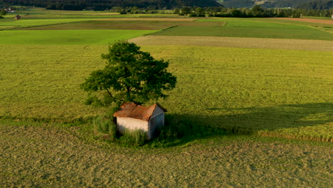 aerial orbit above old barn with damaged, collapsed roof under a large tree in rural landscape, european farmland and countryside, decay and vintage concept