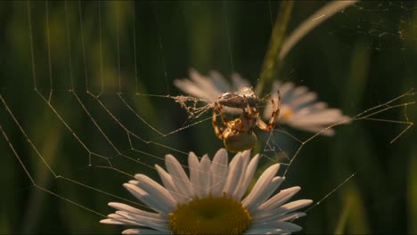 spider on a web with daisy flower