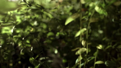 viajando bajo las plantas en matorrales verdes. arbustos verdes en el bosque de cerca