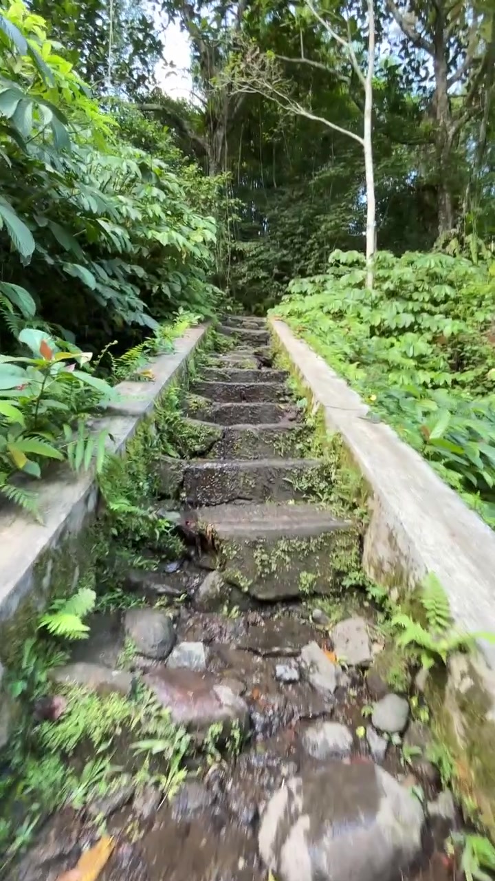 Walking Up Wet Stone Stairs in a Lush Tropical Forest