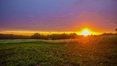 Tiro-Estático-De-Puesta-De-Sol-Sobre-Campo-De-Flores-Blancas-En-Timelapse