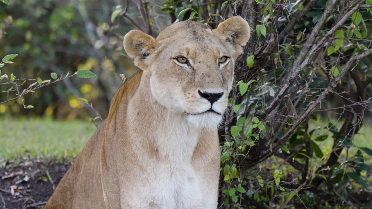 een close-up shot van een eenzame leeuwin die zit tussen gebladerde planten in het wild