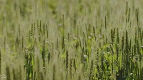 A-hand-held-focus-shift-mid-shot-of-wheat-strands-swaying-in-wind-on-a-sunny-day