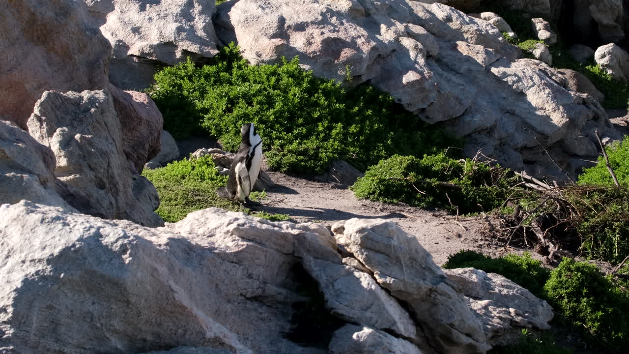 Jackass penguin navigates between coastal boulders at Stony Point, Betty's Bay