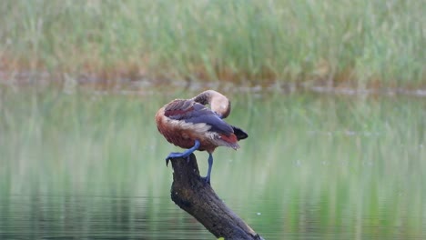 whistling duck in pond ..