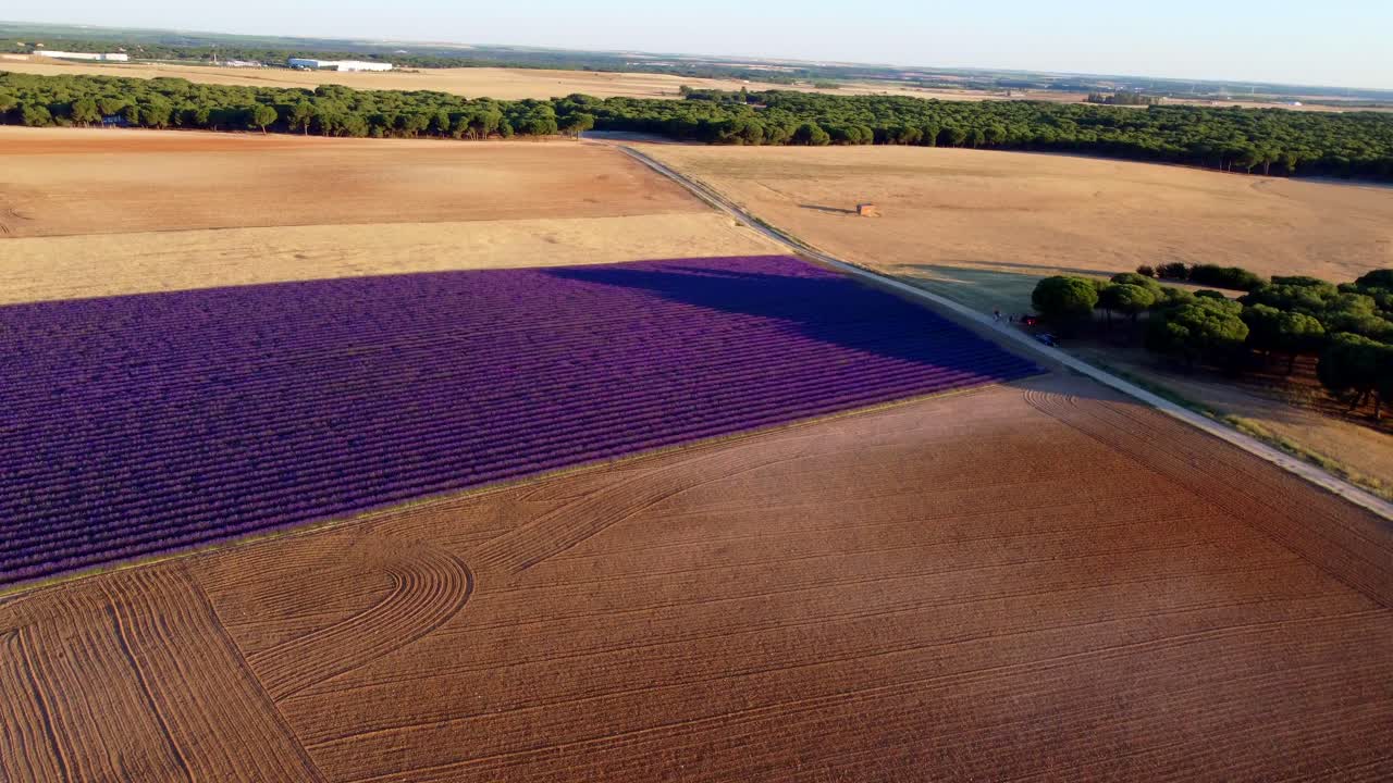 Lavender field seen from the air at sunset