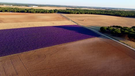 lavender field seen from the air at sunset