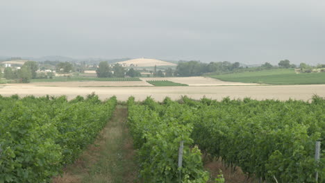 Rows-of-grape-vines-in-a-winery-in-Southern-France