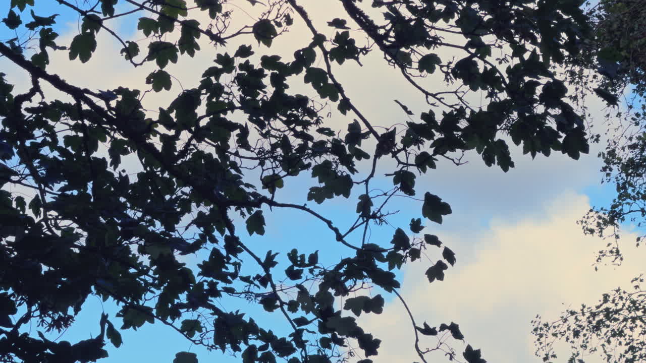 A stifff autumn wind blowing through silhouetted trees in full leaf set against a blue and white cloud sky, Worcestershire, England