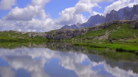 tracking shot of a single cow grazing by the banks of a beautiful blue mountain lake reflecting clouds in the italian dolomites