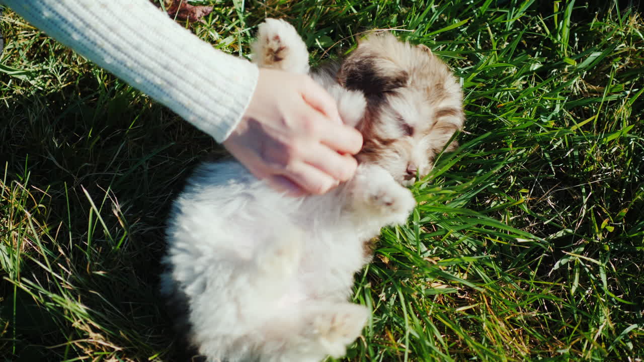 la mano rasca el vientre del cachorro