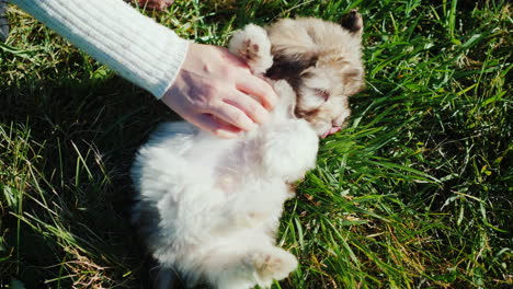 hand scratches puppy's belly