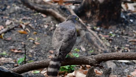 The-Crested-Goshawk-is-one-of-the-most-common-birds-of-prey-in-Asia-and-belonging-to-the-same-family-of-eagles,-harriers