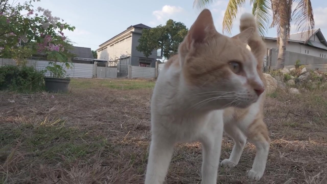 Gatto rosso e bianco che mangia cibo all'aperto.
