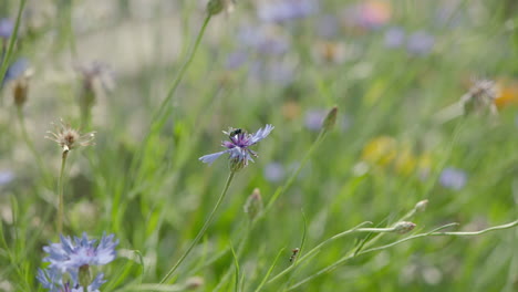 Weitwinkelaufnahme-Einer-Wunderschönen-Wiese-Mit-Wildblumen,-Eine-Einzelne-Fliege-Sitzt-Auf-Einer-Blume