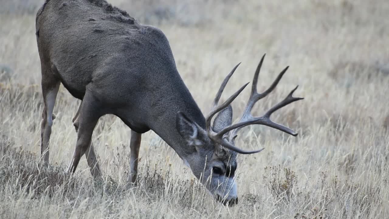 Male Mule Deer Buck Grazing in Rocky Mountain National Park Field